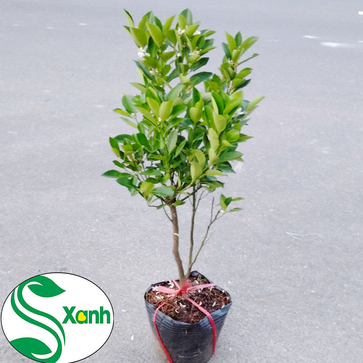 Cây Tắc, Cây QUất, Cây Hạnh