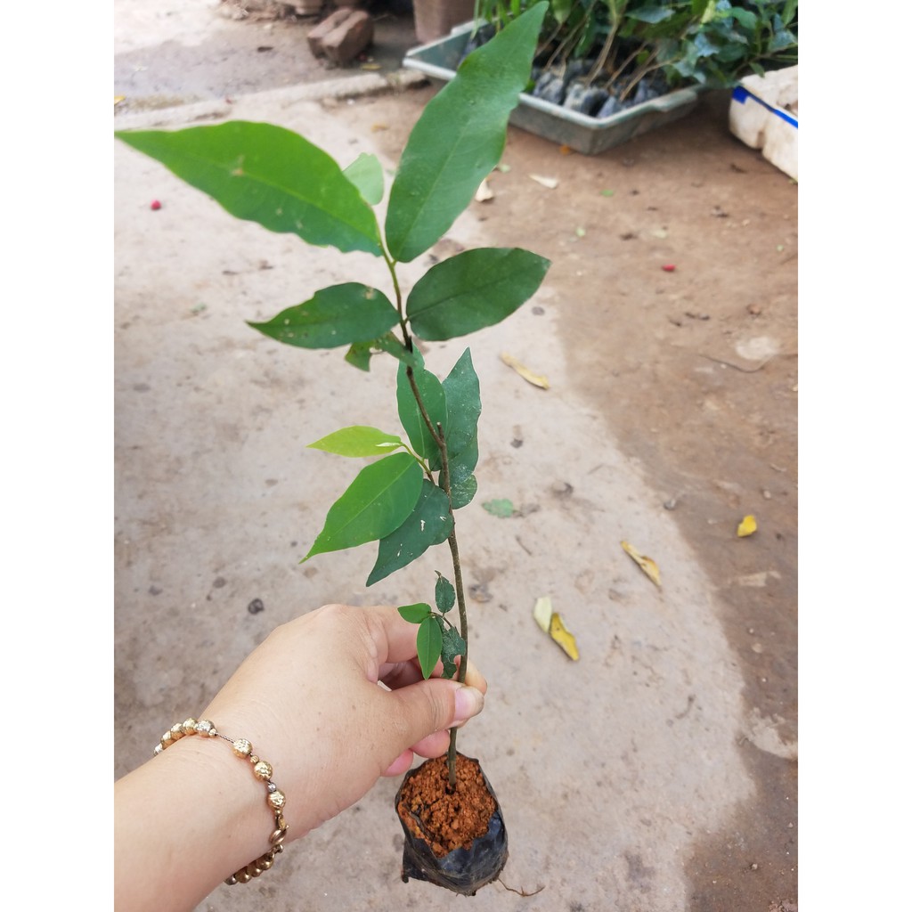 cây giống hoa dẻ thơm (hoa dẻ rừng) - cây giống nhỏ
