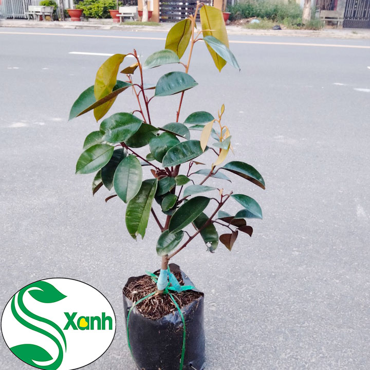 Cây giống vú sữa lò rèn
