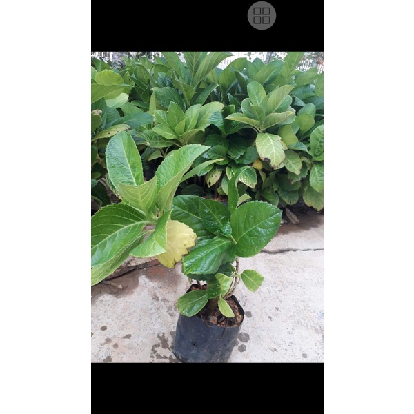 HOA CẨM TÚ CẦU - bầu cây giống size lớn