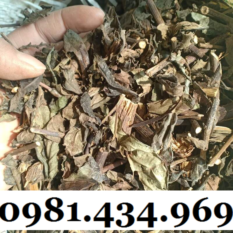 Cây Bầu Đất Khô 01KG Hàng Rừng Thơm