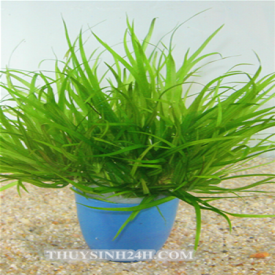 Combo 8 Loại Cây Thuỷ Sinh