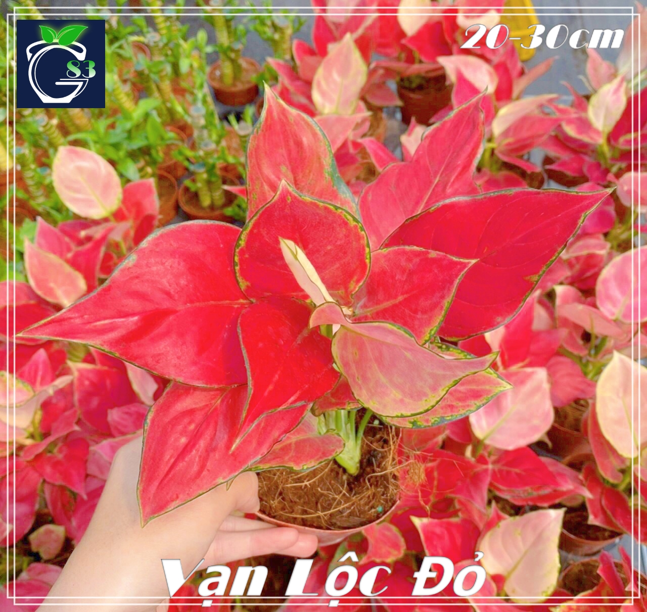 Cây Vạn Lộc Đỏ (Thái)