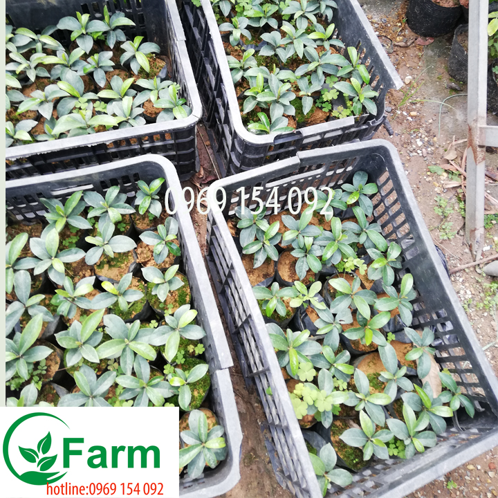 Cây thị giống  tặng thêm cây mặc định