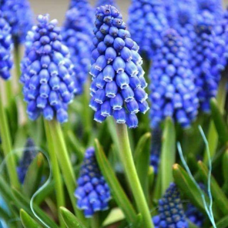 Củ hoa chuông ( nho lục bình, muscari) nhập khẩu Canada