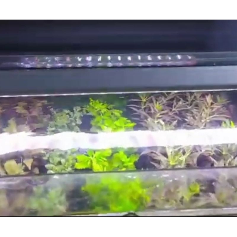 YAMANO S 800 LAMPU LED ATAS AQUASCAPE AQUARIUM
