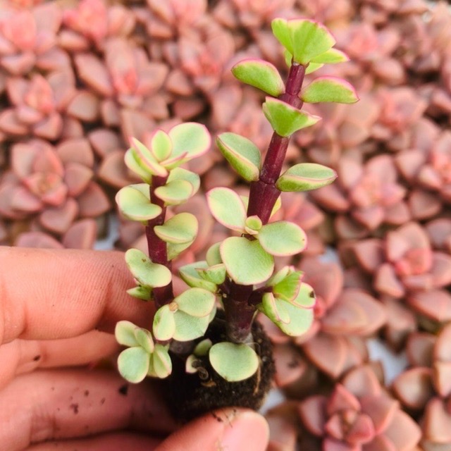 SEN ĐÁ ĐÔ LA SIZE MINI, LỖI 1 ĐỔI 1