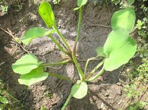 Cây giống cây kèo nèo (cù nèo)