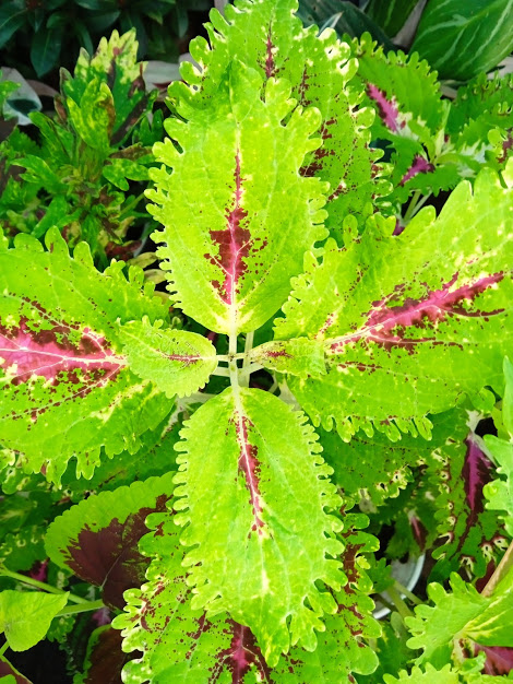 Cây gấm thái lá màu (nhiều màu)