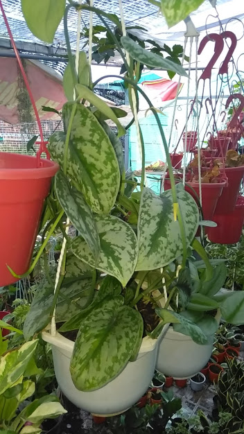 Trầu bà lụa lá tim tuyệt đẹp