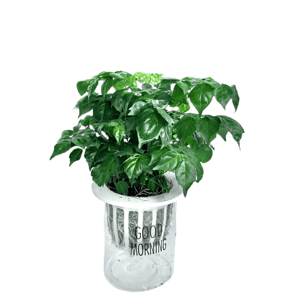 Cây hạnh phúc bụi để bàn kèm bình thủy sinh, Cao 20cm
