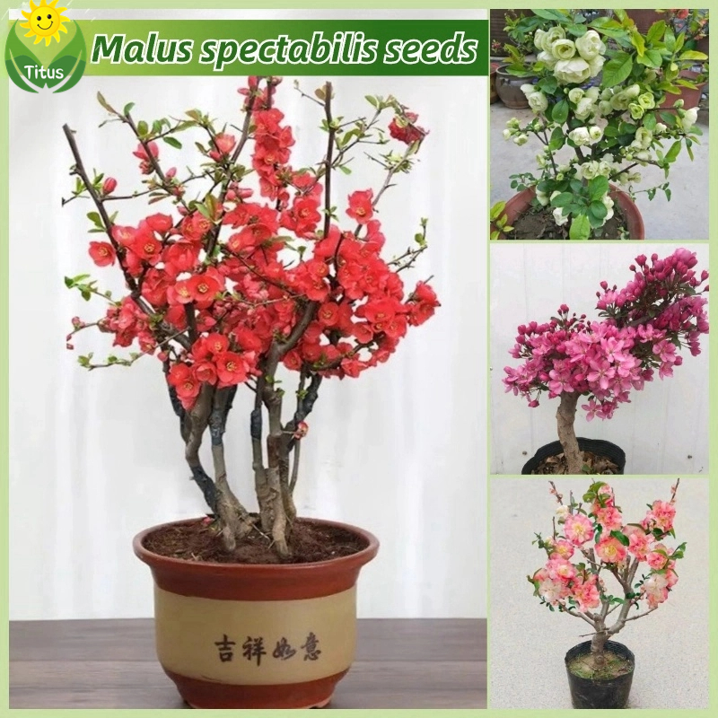 Fast Growing Seeds] Rare Malus spectabilis Crabapple Flower Seeds for  Planting & Gardening (Mixed Color 70 Seed) Bonsai Flowering Plants Seeds  Legit Garden Flower Plant Seeds Ornamental Potted Live Plants Indoor Plants