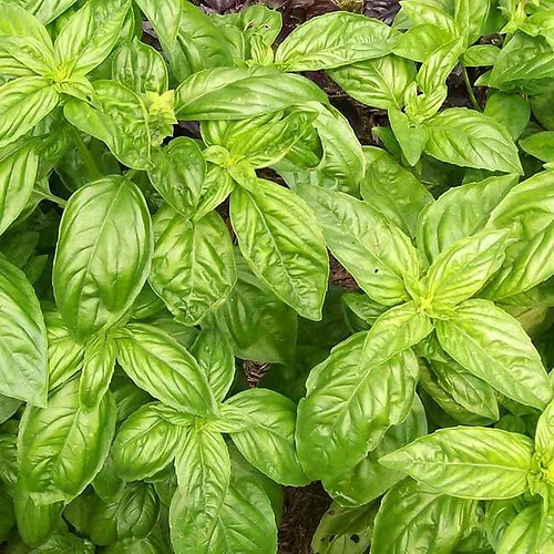Tinh Dầu Húng Quế Nguyên Chất Nomad Essential Oils Basil