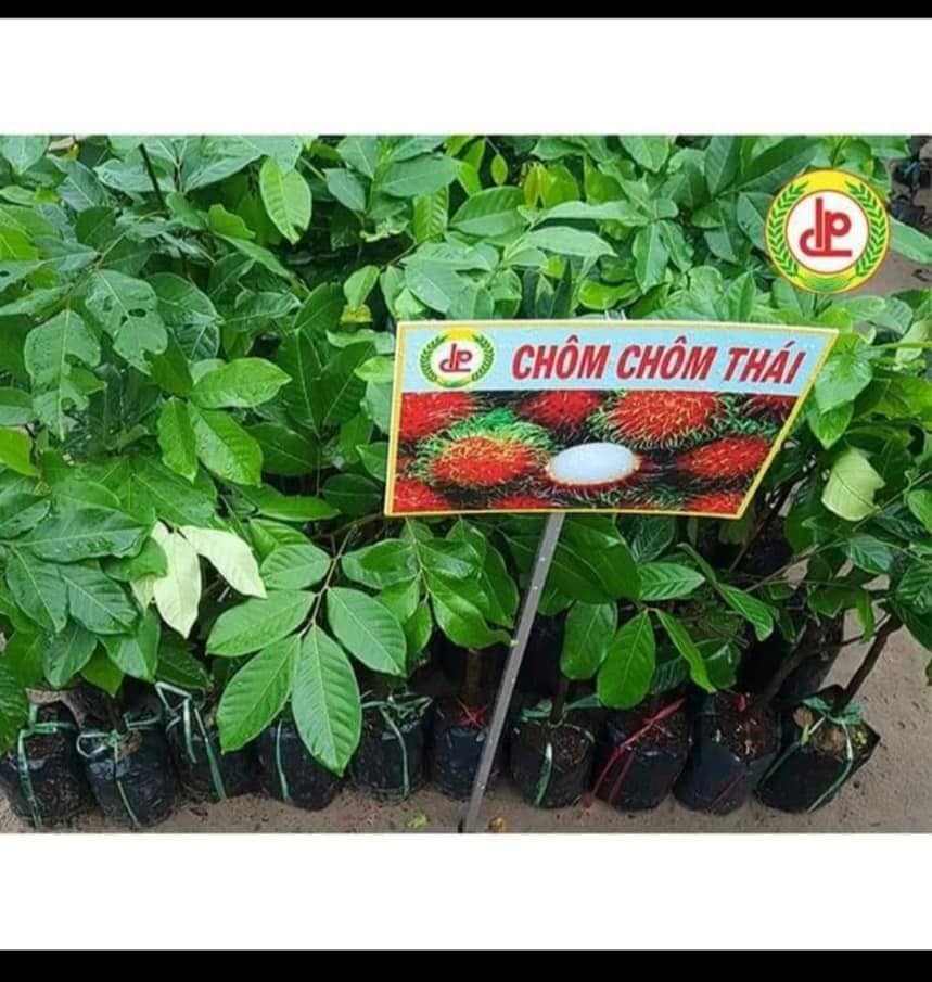 Cây giống Chôm chôm thái (cây giống đối chứng )