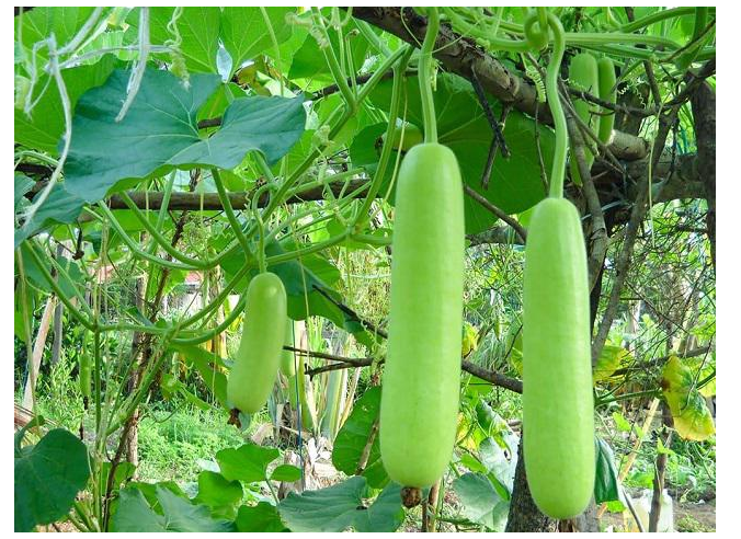 Hạt giống bầu xị F1 - gói 10 hạt