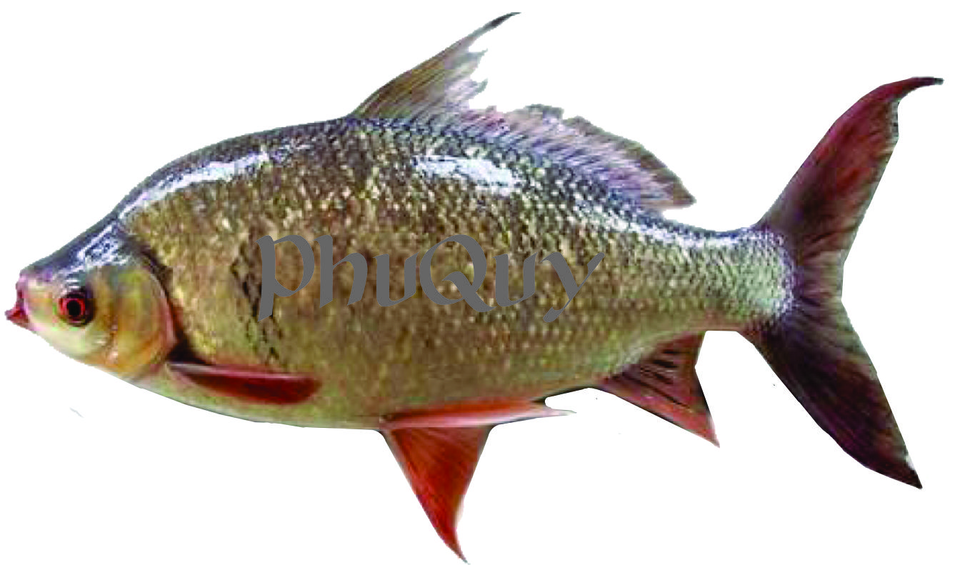 1kg Cám Ủ câu cá chép, trôi - Mè - 1Kg