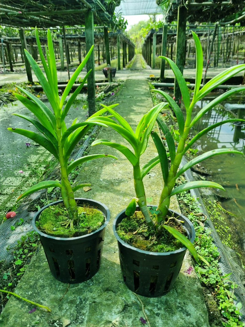 HOA LAN DENRO NẮNG UTHAI