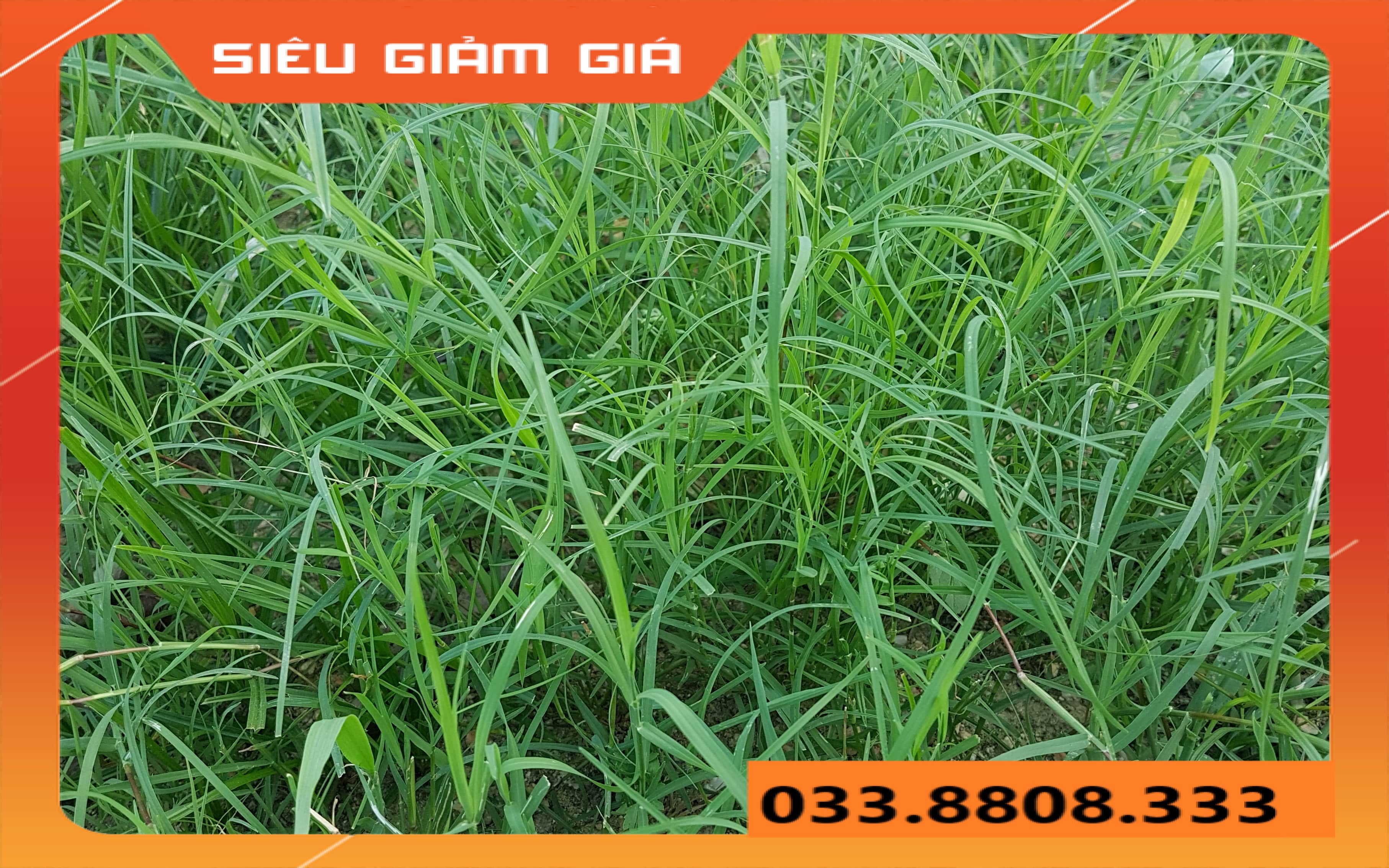 HẠT GIỐNG CỎ THẢM CẢNH CỎ BERMUDA - CHỊU HẠN HÁN TỐT