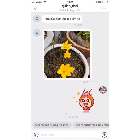 Củ mẹ huệ mưa vàng sắp nụ (gửi củ như hình 2)