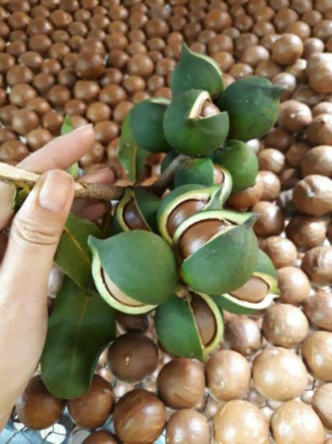 Cây giống macca ghép (cho trái sớm)