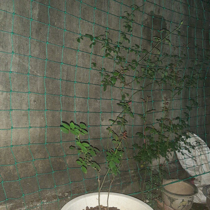 lưới làm giàn cho cây leo kích thước 2m x 4m