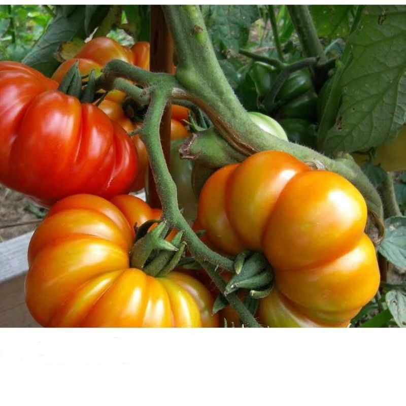 Hạt giống cà chua hoa thị - H2T FARM
