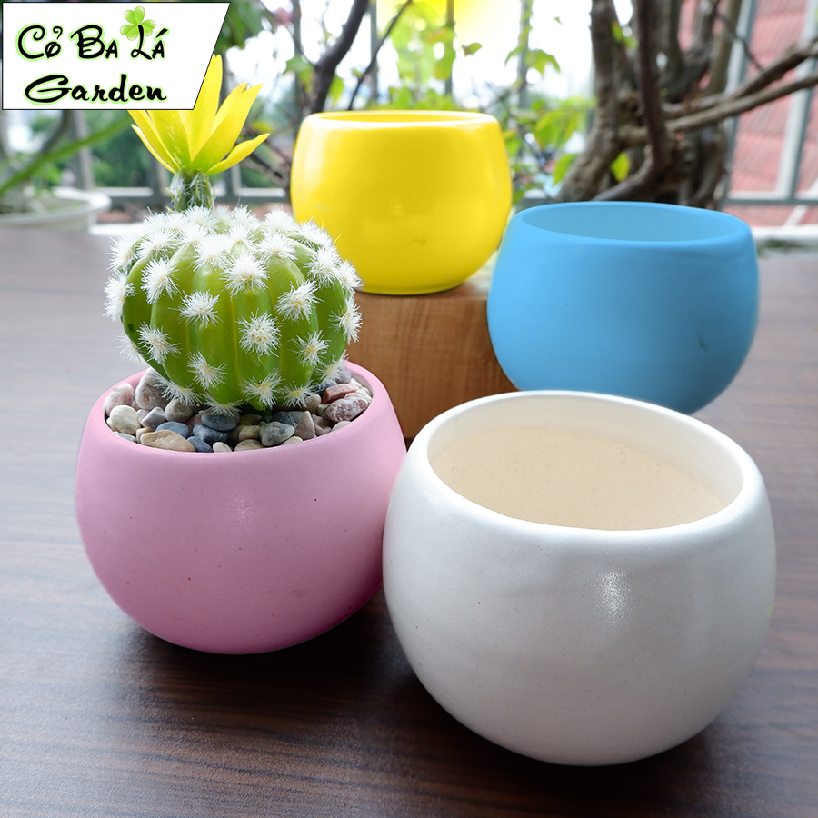 chậu sứ mini hình hạt dẻ