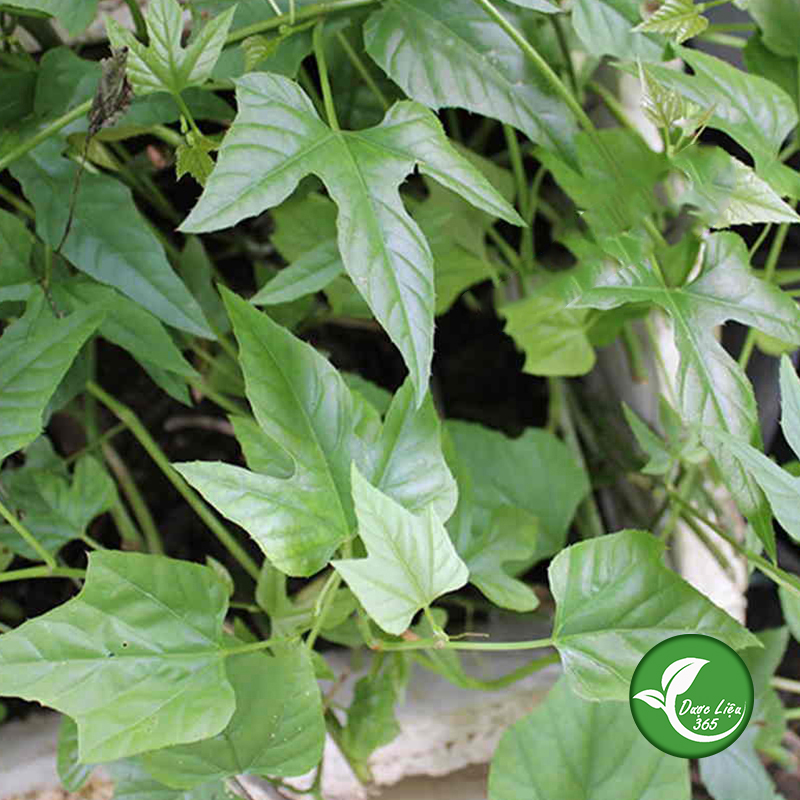 Cây chìa vôi khô [1KG]