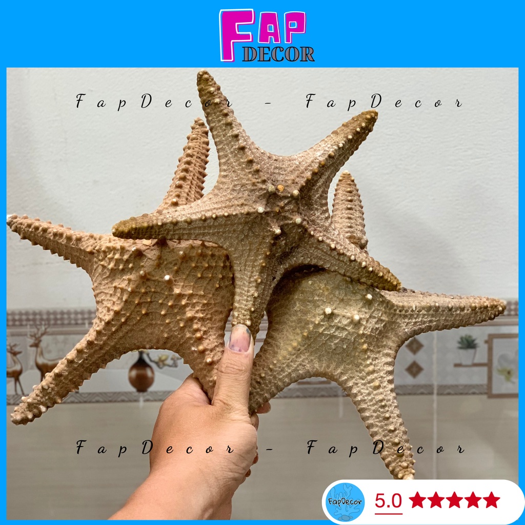 Sao biển phong thuỷ trang trí thủy sinh loại lớn, ngôi sao biển khô decor trang trí nhà cửa - fapdecor
