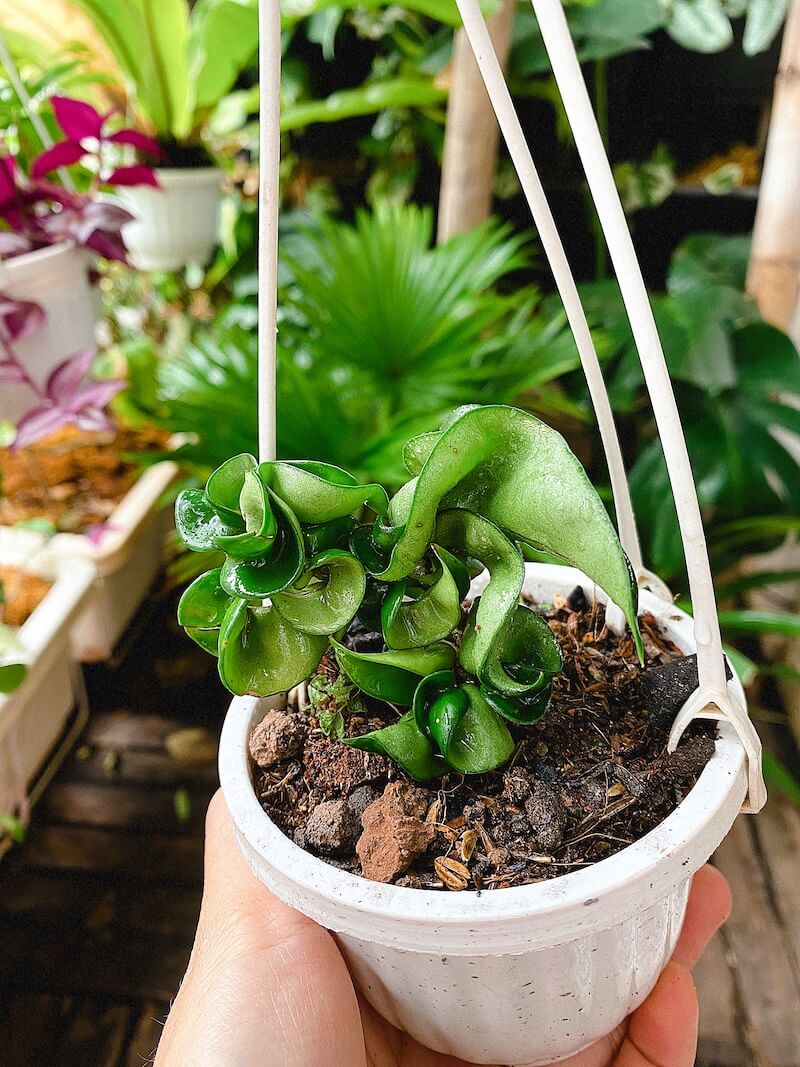 Cây Hoya carnosa Compacta (Lan Cẩm Cù Lá Xoắn Hoa Phớt Hồng)