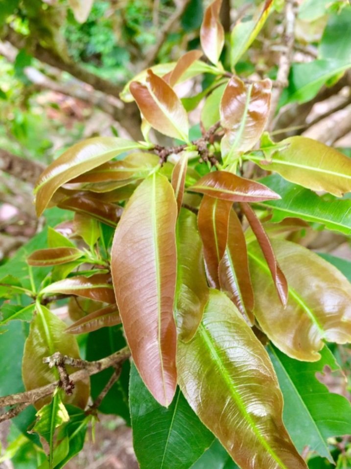 Dưỡng rễ bung chồi chuyên mai vàng Max root 1 lít