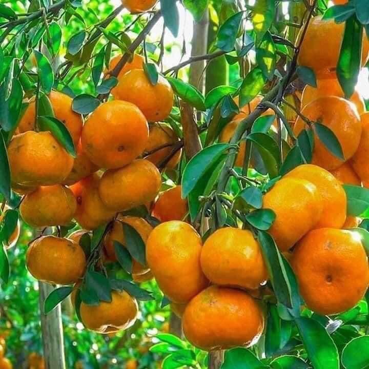 CÂY GIỐNG QUÝT THÁI