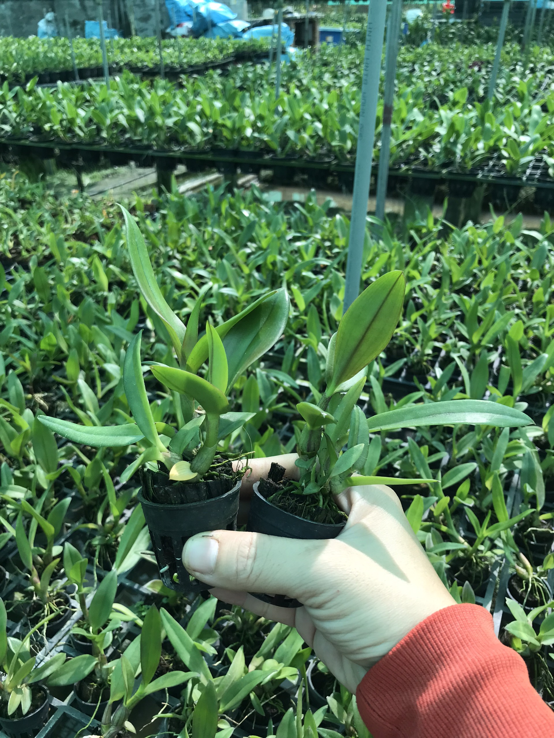 HOA LAN NẮNG 4N XƯA