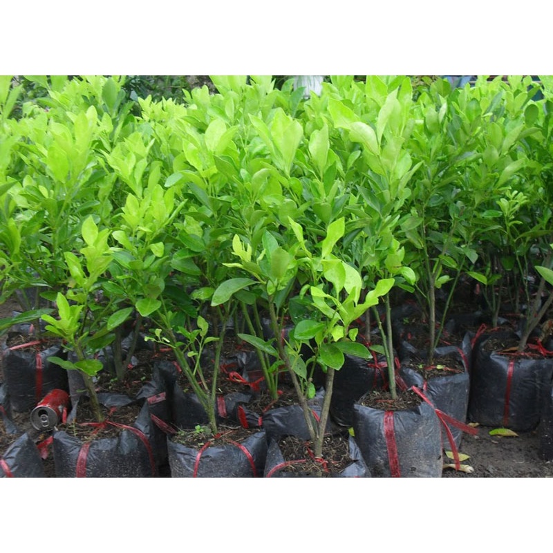 cây giống quất chua (tắc chua) thái, quả vàng