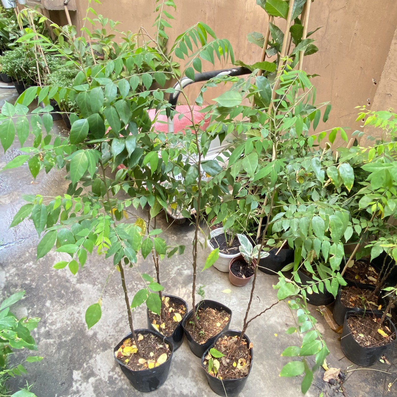 Cây giống Khế Ngọt B10 Malaysia