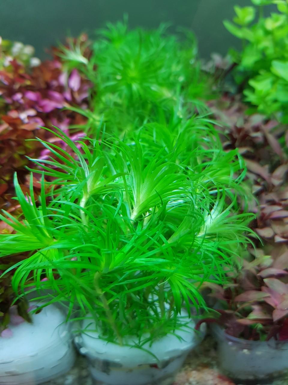 TONIA - THÁI DƯƠNG THẢO  (12 nhánh)