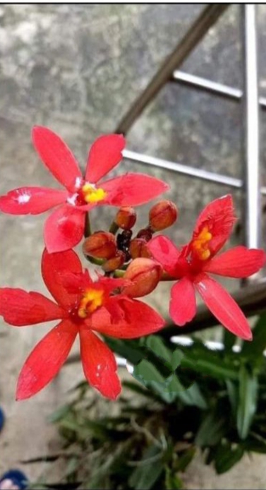 Cây giống lan Môi Cờ ( Trúc Lan)
