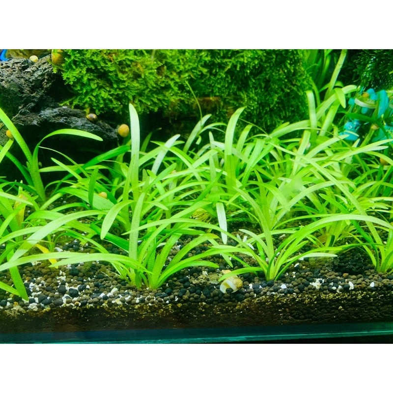 Cây cỏ thìa cây thuỷ sinh dễ trồng không cần co2
