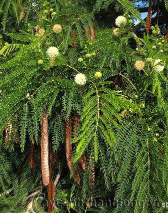 Hạt giống bình linh (keo dậu)