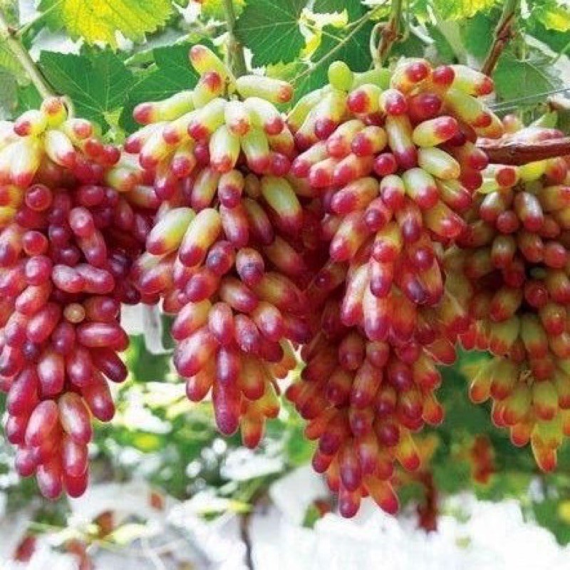 10Kg Nho khô Ấn Độ vàng đẹp