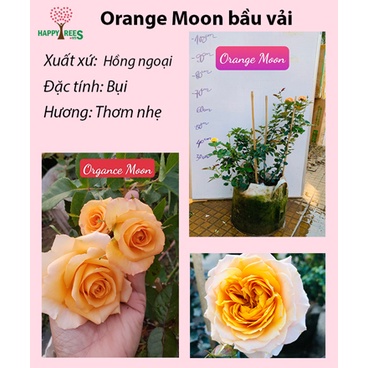 Hoa hồng Orange Moon - cây giống rễ trần
