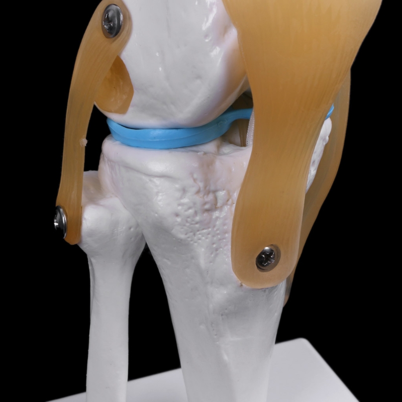 【Premium Quality】 Human Anatomical Knee Joint Flexible Skeleton Model ...