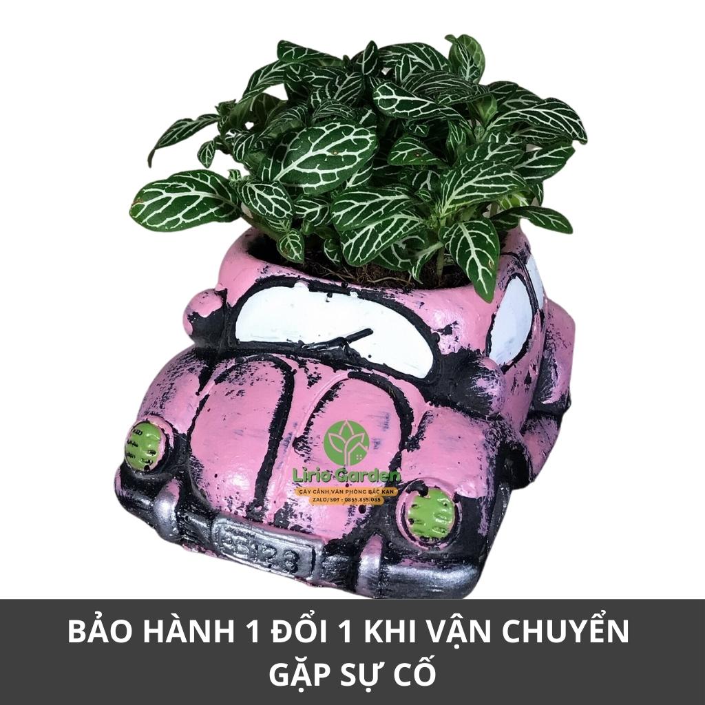 chậu trồng cây hình ô tô cổ [ tặng kèm đất trồng cây ]