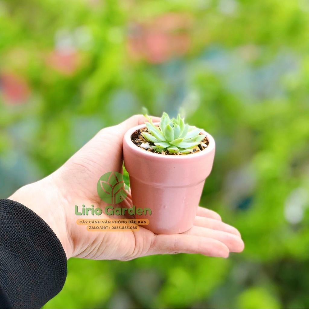 cây sen đá kèm chậu kích thước 7x7cm [ sen gửi ngẫu nhiên , tặng kèm đất trồng ]