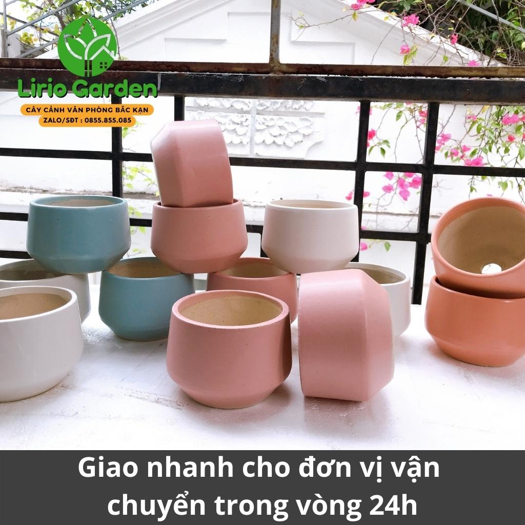 Chậu cây hình hạt dẻ nhỏ