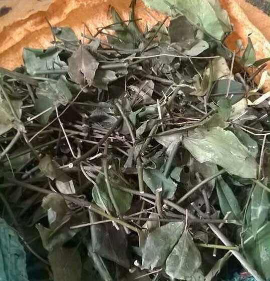 CHÈ VẰNG / TRÀ VẰNG SẺ LỢI SỮA NGUYÊN CHẤT