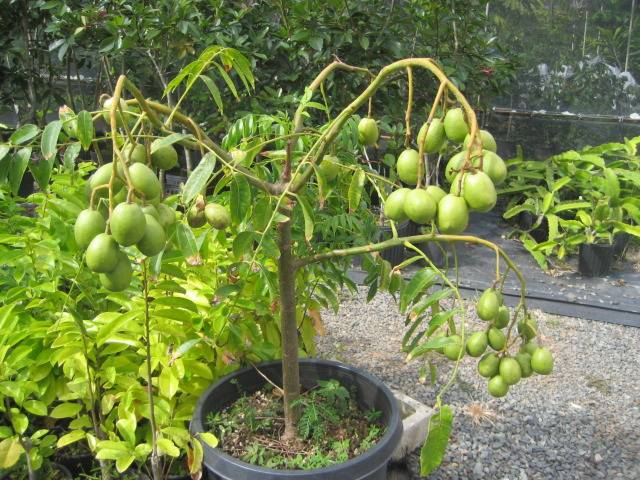 CÂY GIỐNG CÓC THÁI