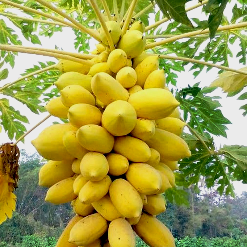 Hạt giống đu đủ da vàng ( Gói 5 hạt)