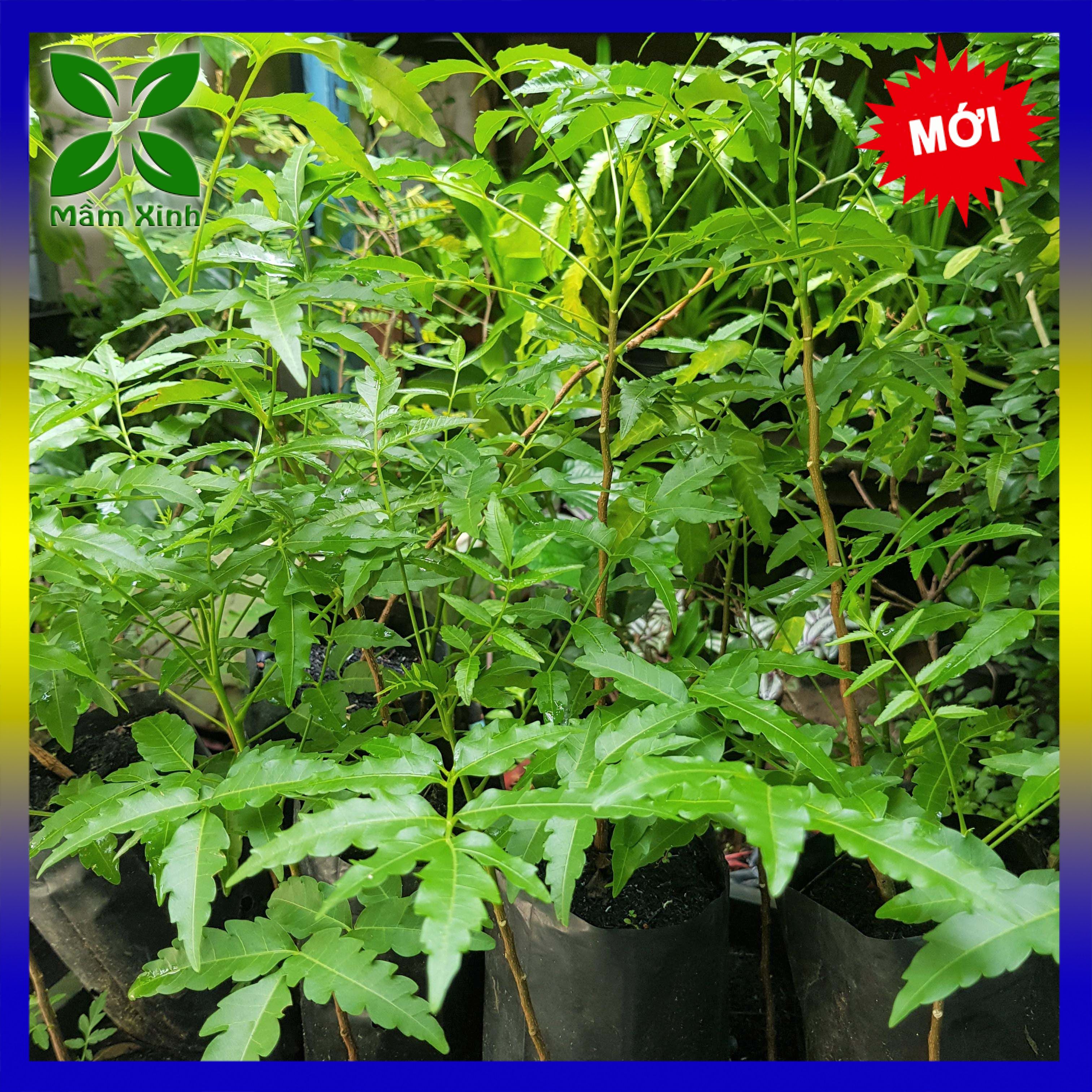 Combo 3 cây sầu đâu khỏe mạnh cao 40cm