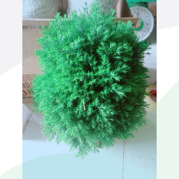 Chậu Tùng Bồng Lai